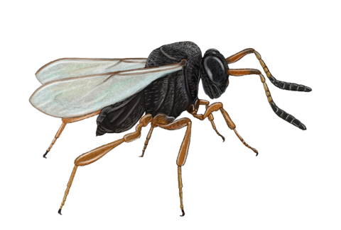 Parasitoïdes