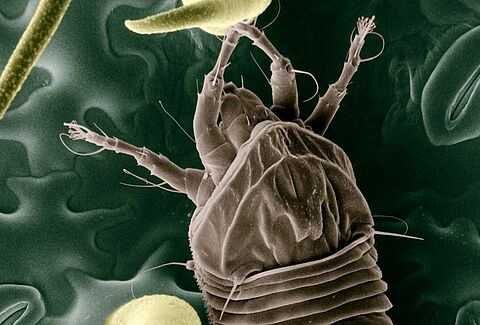 Tomato russet mite
