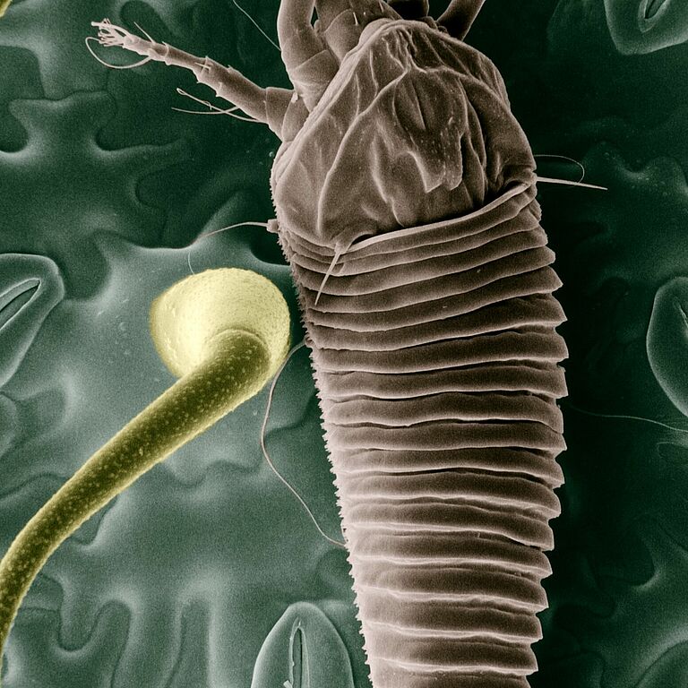 Tomato russet mite Aculops lycopersici adult illustration