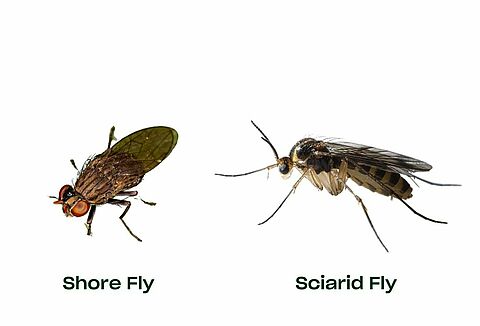 The Ultimate Guide to Fungus Gnats (Sciarid Fly) and Shore Fly Control