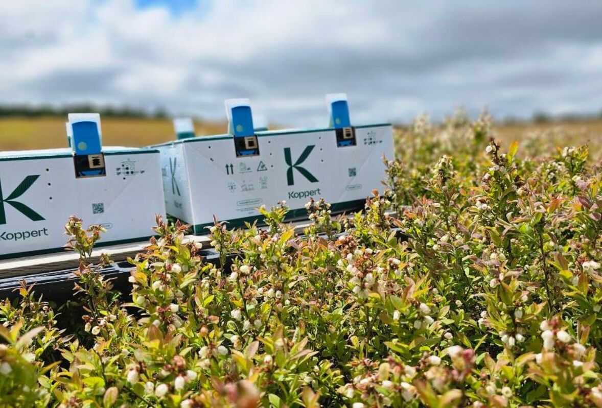 Maximiser la pollinisation des bourdons dans les cultures fruitières canadiennes