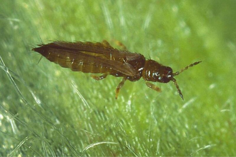 Salle Des Insectes Obtenez Un Indice A T On Le Droit De Cr er Une