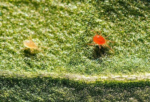 CHOISIR ENTRE SPIDEX RED ET SPIDEX VITAL