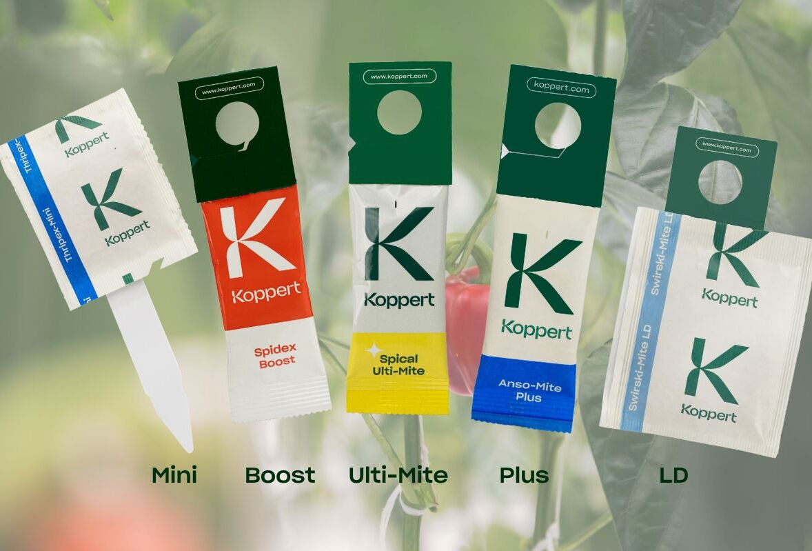 Plus, Ulti-Mite or LD. Which Sachet is Best for You?