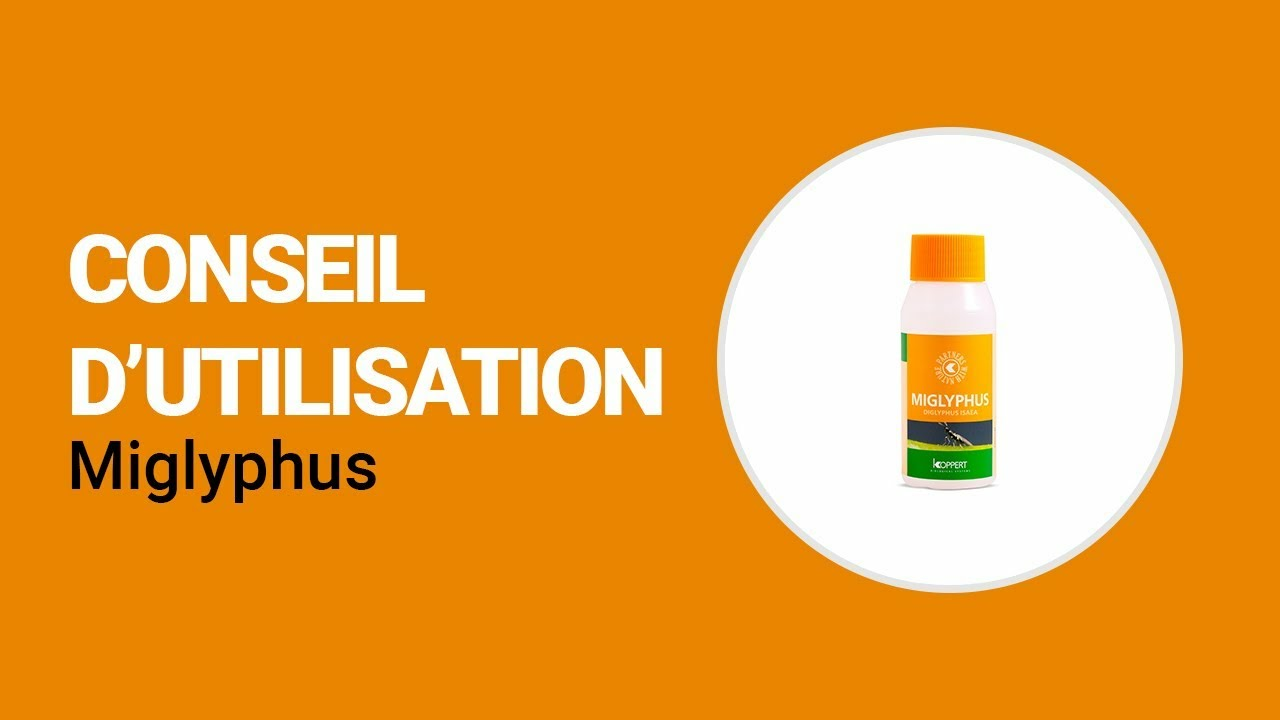 Comment utiliser Miglyphus de Koppert