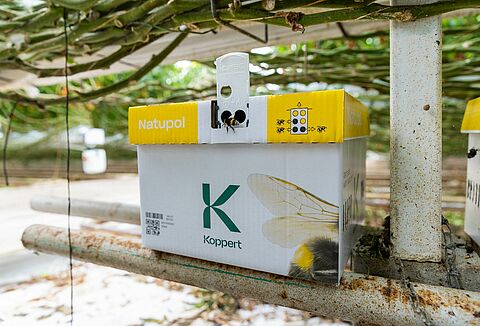 Comment protéger les bourdons du froid