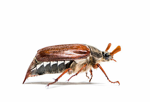 Chafers