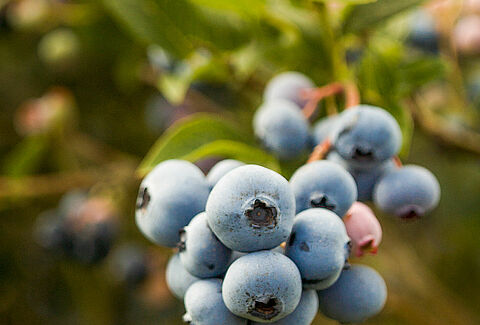 Bleuet