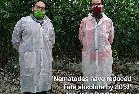 Les Nématodes réduisent de manière significative les larves de Tuta