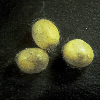Chrysoperla carnea stade nymphal