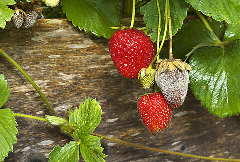 Pourriture grise (Botrytis)