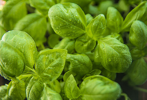Plantes à parfum, aromatiques ou médicinales