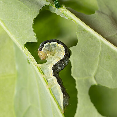 Cabbage moth Mamestra brassicae Larva