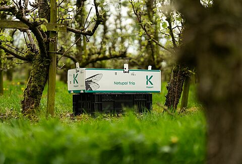 Conseils pour la pollinisation des cultures Plein Champ