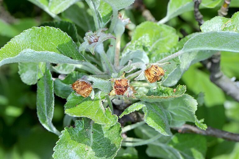 Apple blossom weevil (Anthonomus pomorum) damage on apple tree bud