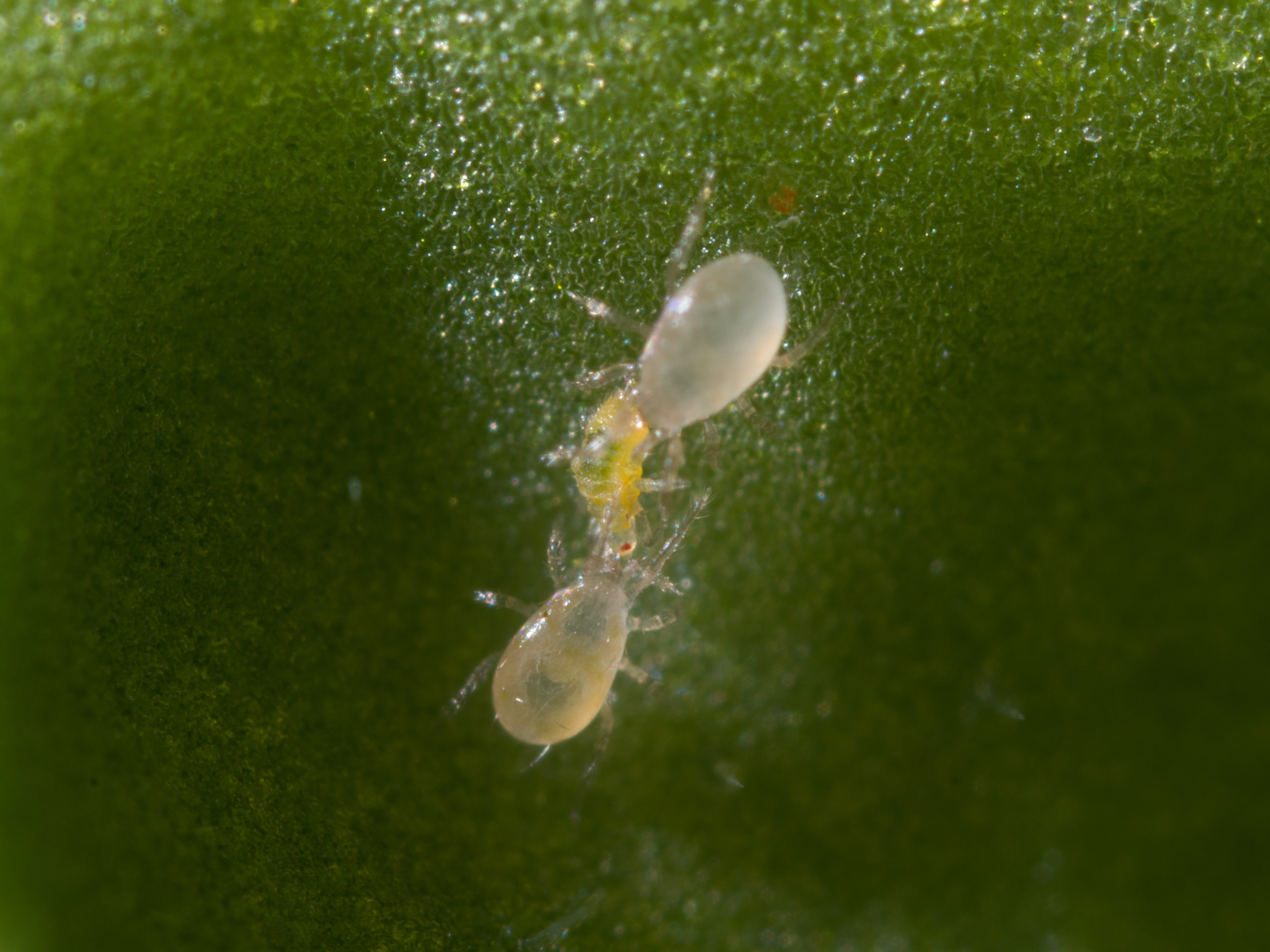 Swirskii eating thrips larvae