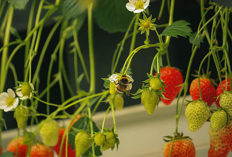 Pollinisation des cultures sous serre
