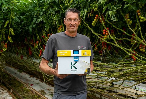 Maximiser la pollinisation dans la tomate