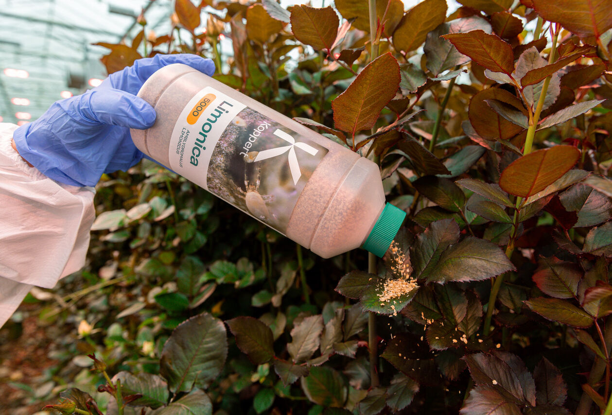 Limonica strong contender against persistent thrips