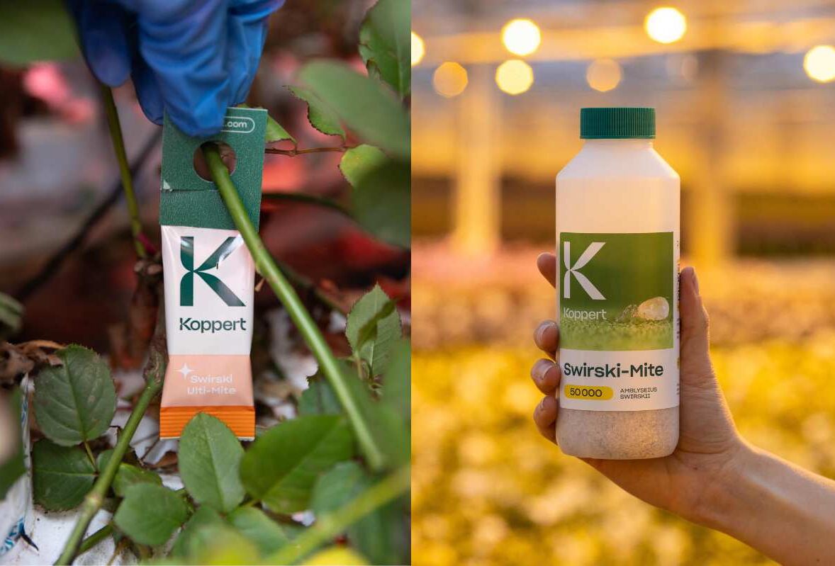 Predatory Mites: Should I Order Bottles or Sachets?