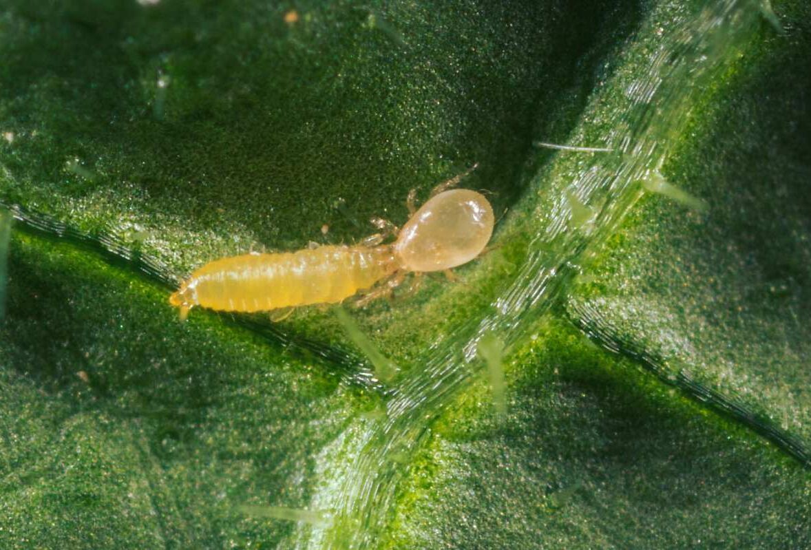 Get Rid of Thrips Naturally Using Predator Mites! | Koppert Canada