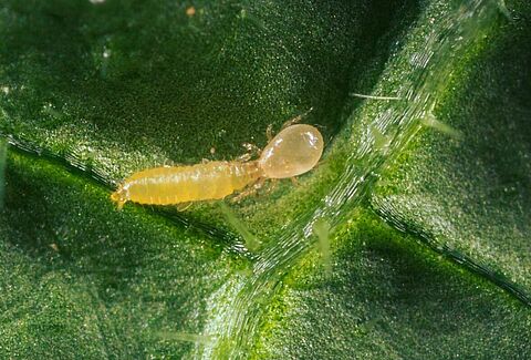 Get Rid of Thrips Naturally Using Predator Mites!