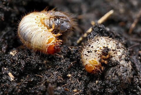 Mastering the Battle Against Lawn Pests: White Grubs and Leatherjacket Edition