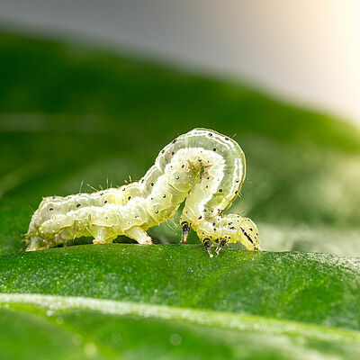 Golden twin-spot moth Chrysodeixis chalcites Larva