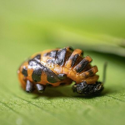 Larve de Coleomegilla maculata