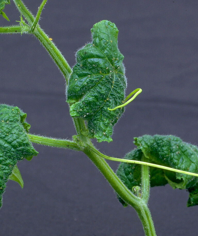 Cotton aphid Aphis gossypii damage on tomato leaves