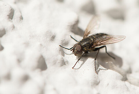 Petite mouche domestique