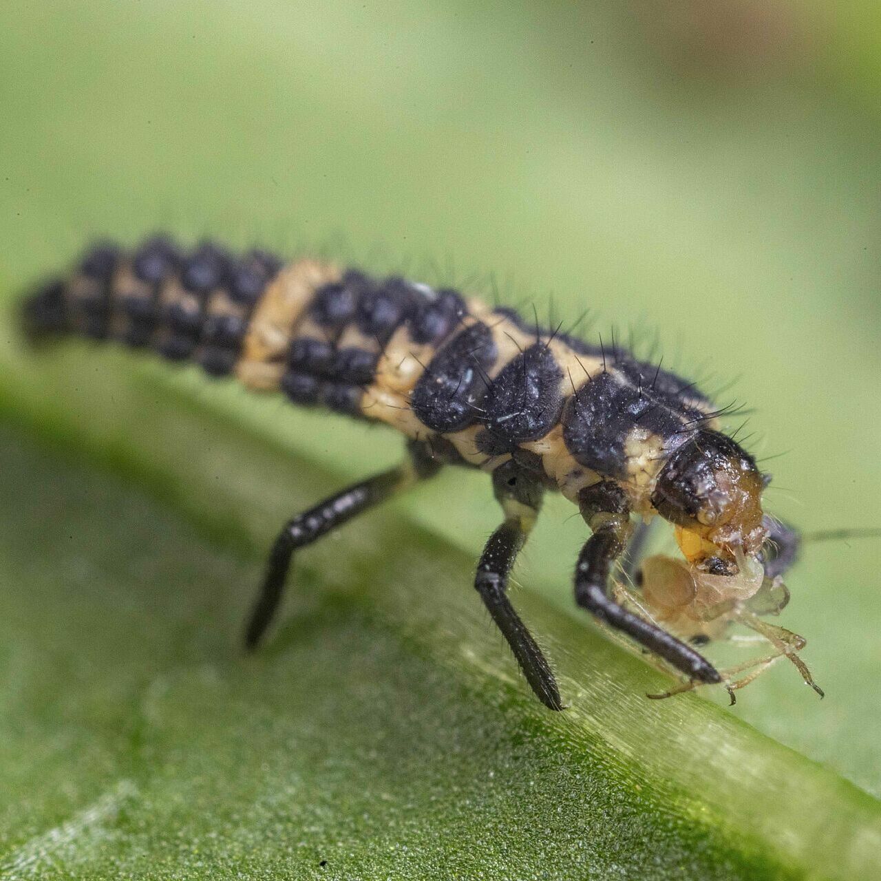 L3 of Coleomegilla maculata preying on aphid L3 of Coleomegilla maculata preying on aphid
