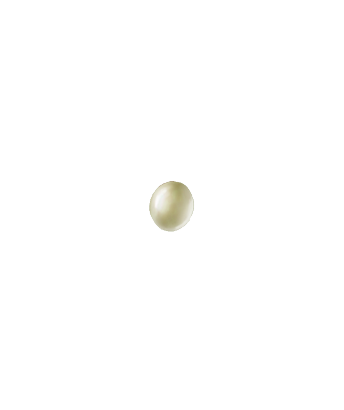 Vine weevil Otiorhynchus sulcatus Egg Illustration