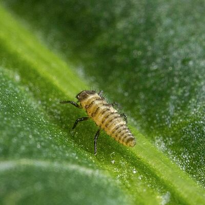 Coleomegilla maculata larva stage 1
