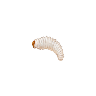 Vine weevil Otiorhynchus sulcatus larva