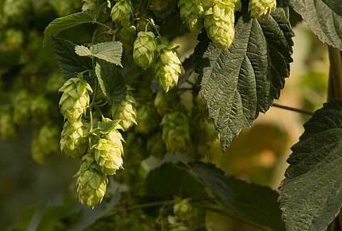 Houblon