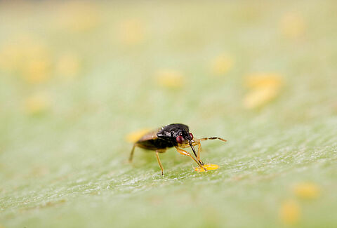 Insectes prédateurs