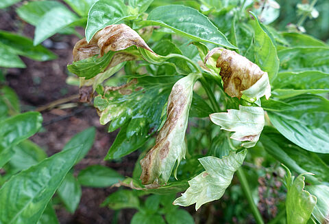 Brûlure alternarienne