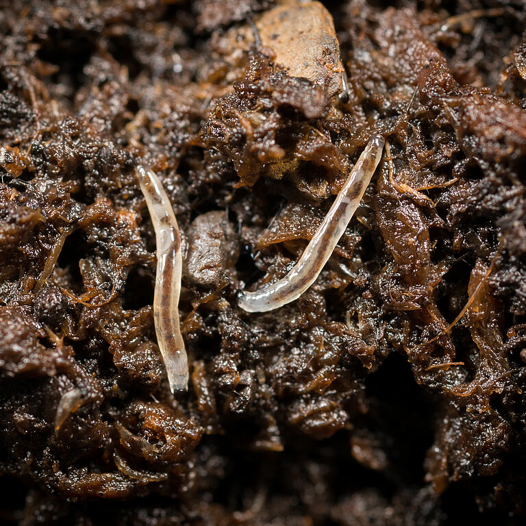 Sciarid fly Bradysia paupera Larval stage