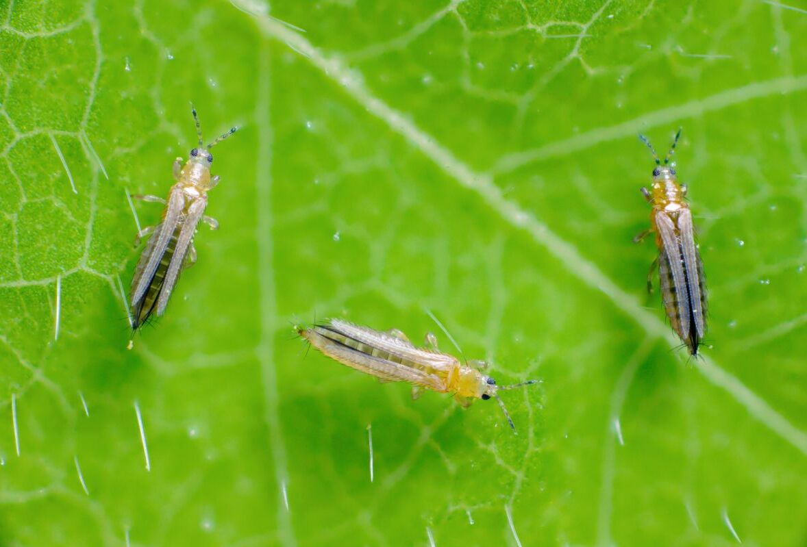Canadian Thrips in Greenhouses & Grow Rooms
