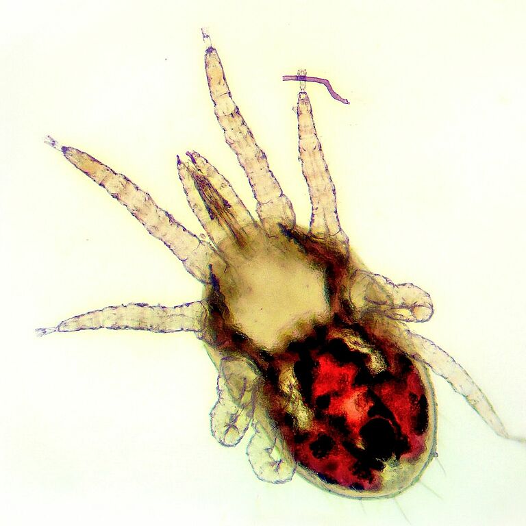 Detail of the red poultry mite (Dermanyssus gallinae) under the microscope. Ugly little red mite with eyght legs with white background