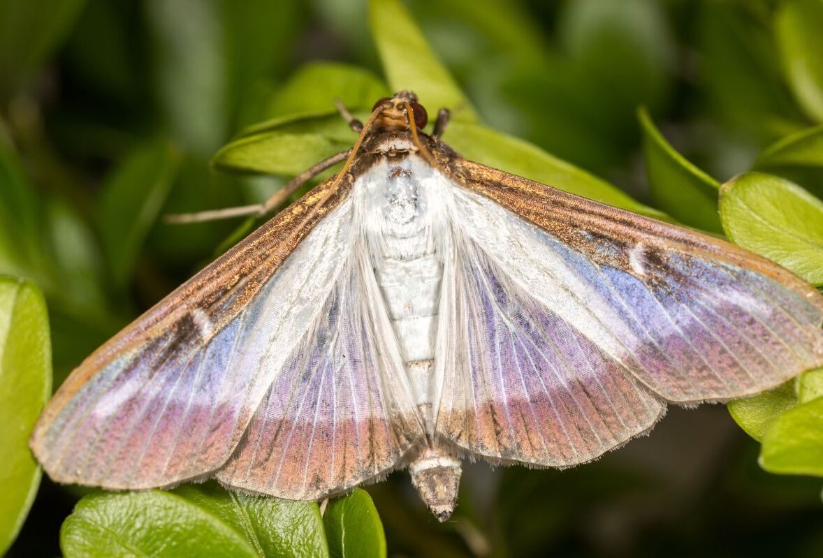 Box Tree Moth No More: Buxatrap and Capsanem