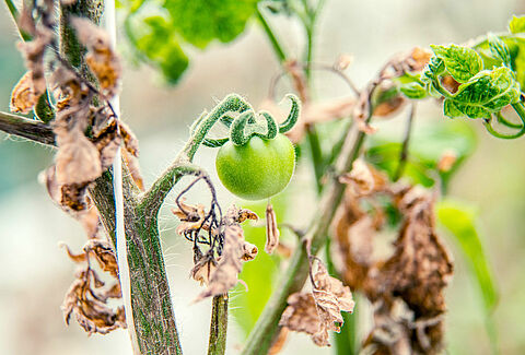 Pepino mosaic virus