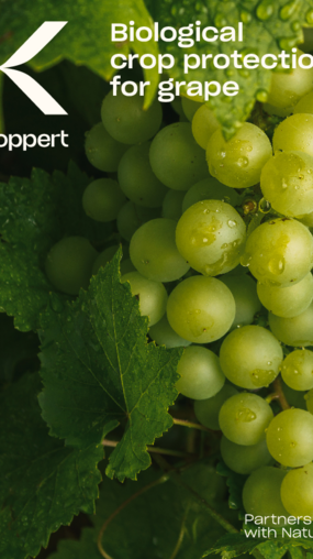 Grape crop brochure