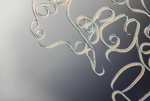 FAQs Nematodes