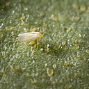 Tobacco whitelfy Bemisia tabaci infestation on leaf