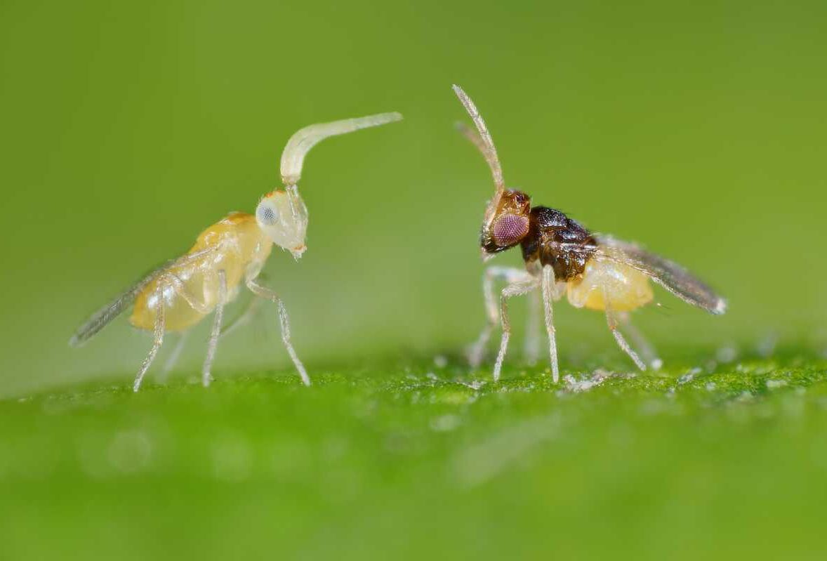 LA FORCE DES GUÊPES PARASITOÏDES