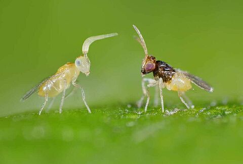 Harnessing the Power of Parasitic Wasps