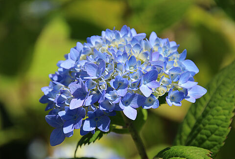 Fleurs coupées