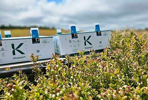 Maximizing Bumblebee Pollination in Canadian Fruit Crops